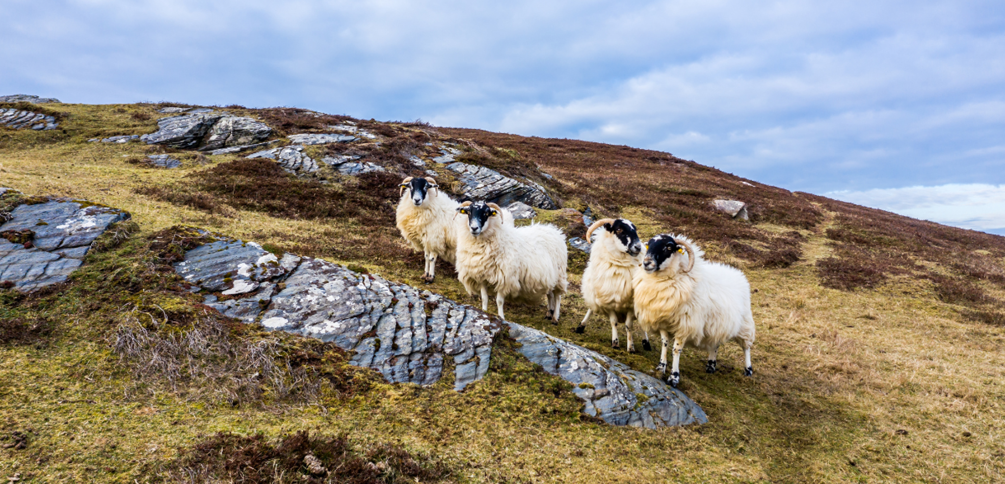 Des moutons en liberté dans les landes irlandaises