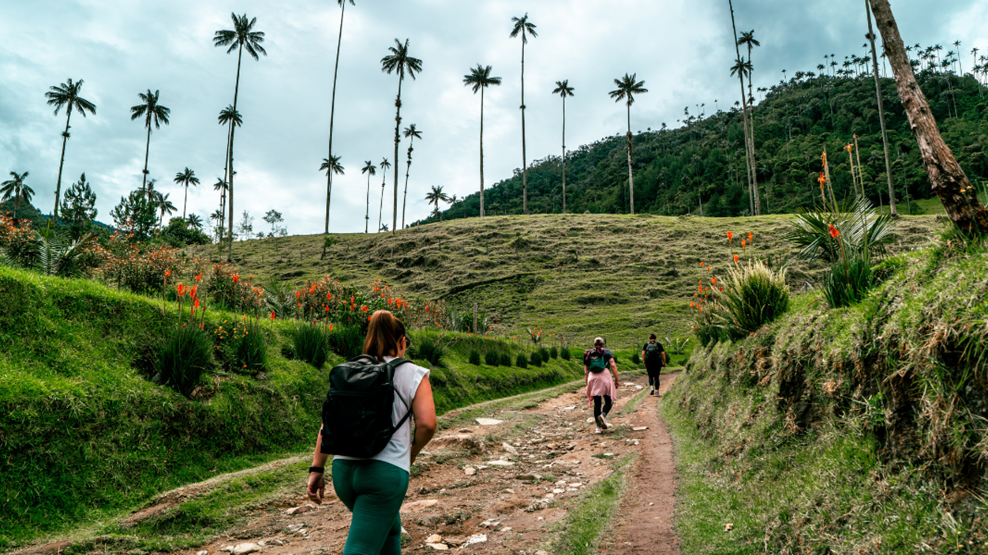 Une randonnée dans la vallée de Cocora au milieu des palmiers de cire - J2