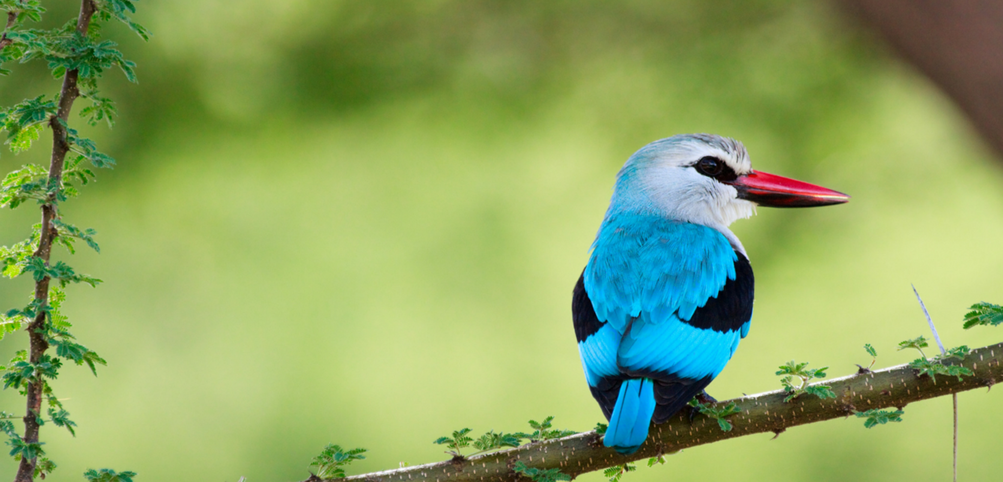 et ses multiples espèces d'oiseaux !