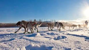Bienvenue dans les étendues sauvages de Mongolie