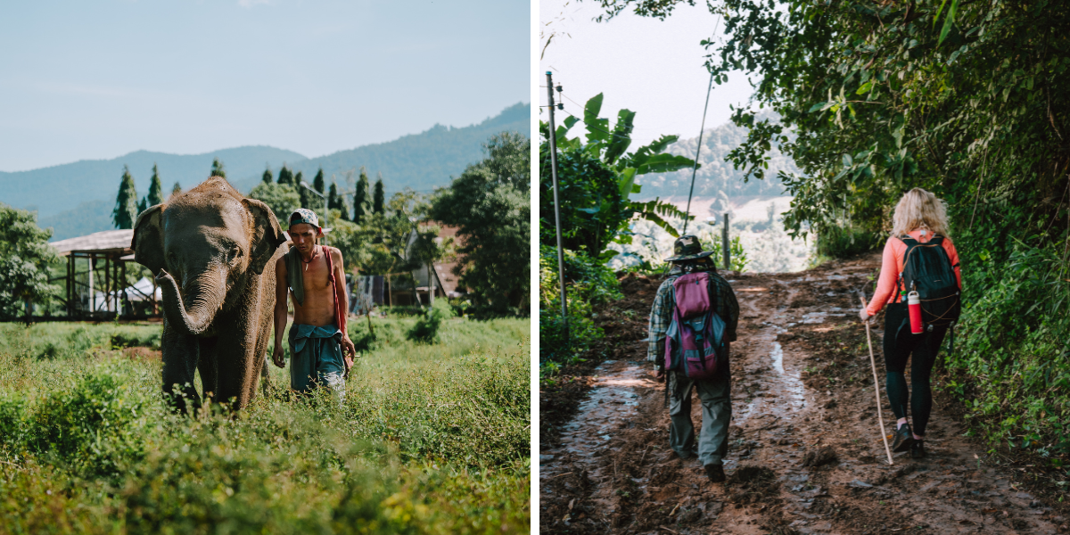 A la rencontre des éléphants... 