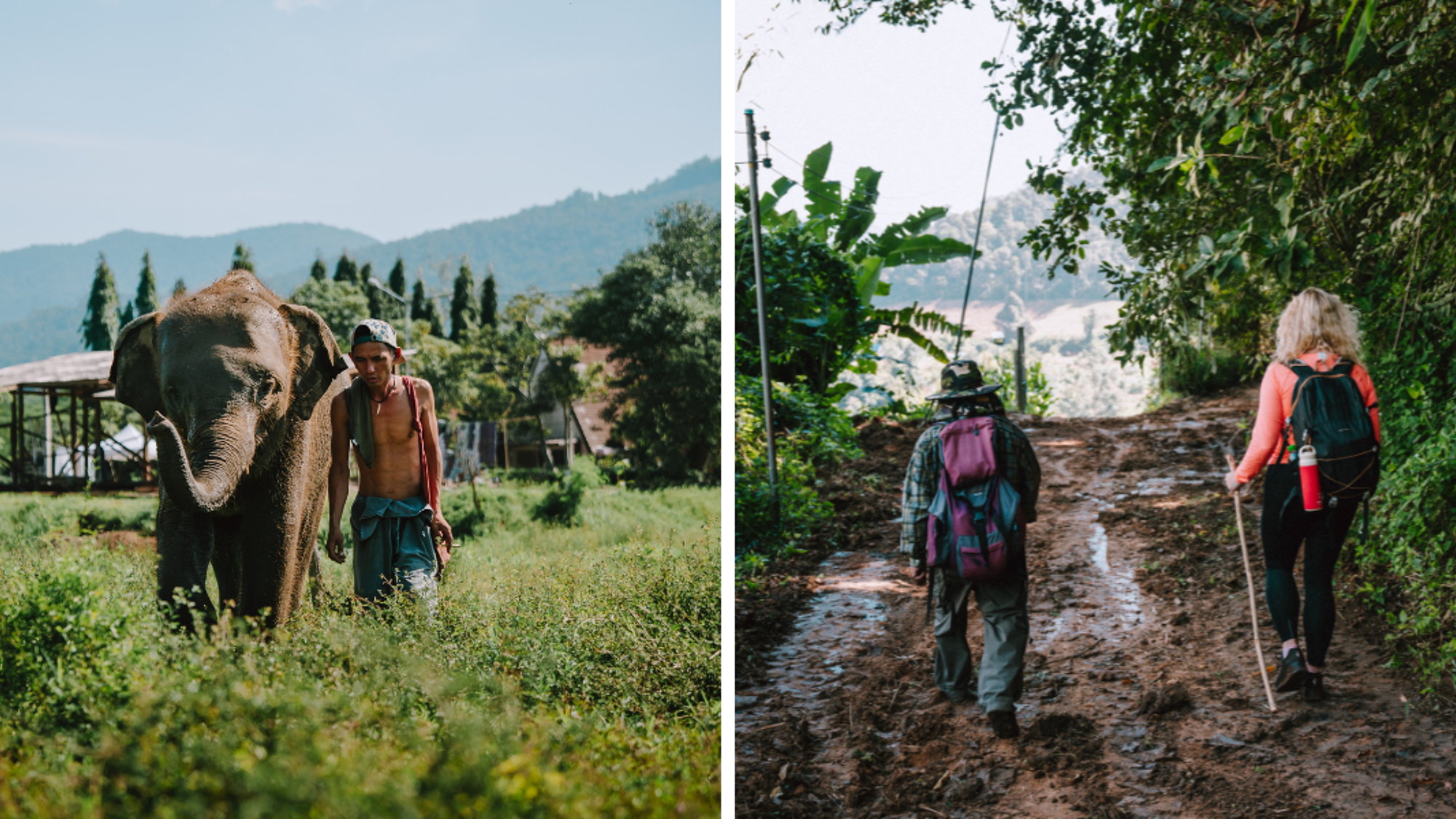 A la rencontre des éléphants...