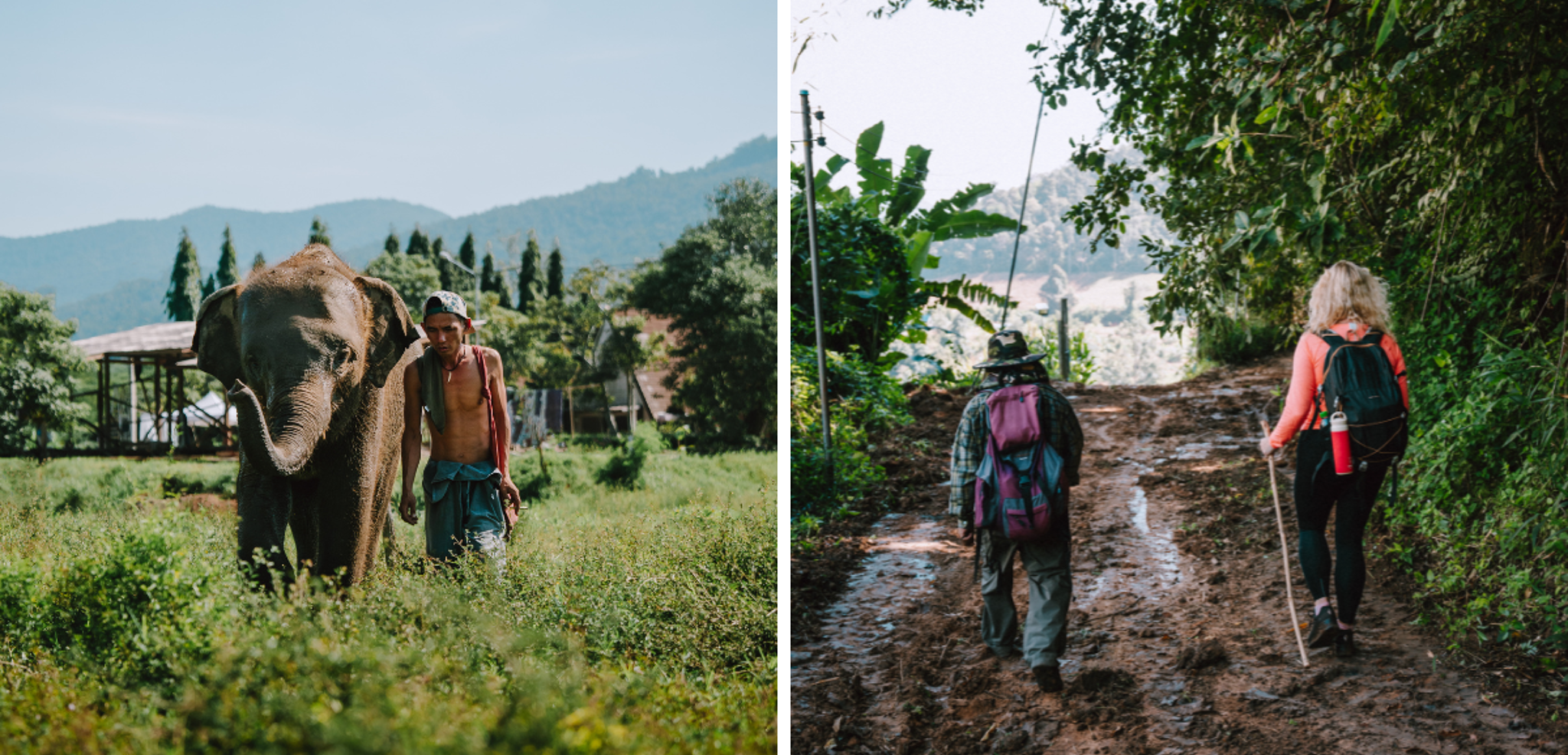 A la rencontre des éléphants...