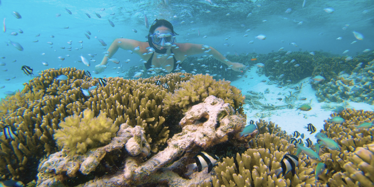 Une plongée au milieu des coraux, jour 4