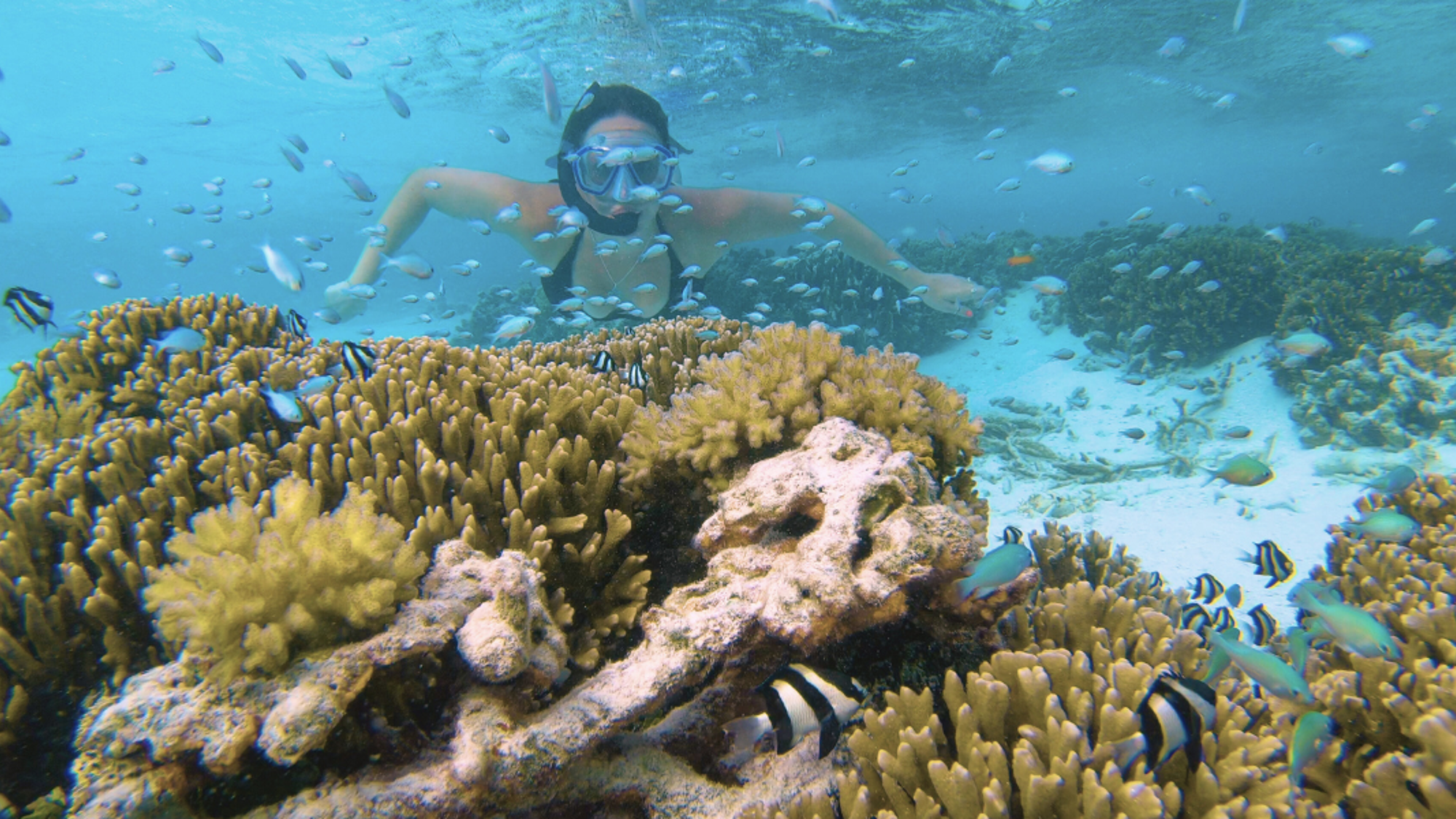 Une plongée au milieu des coraux, jour 4