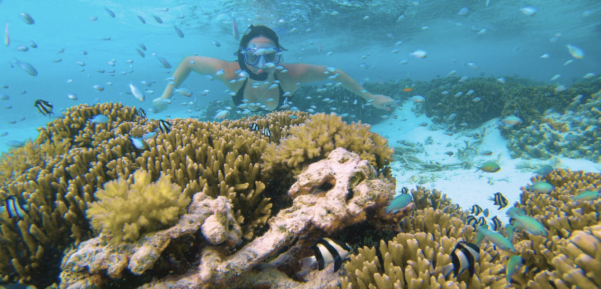 Une plongée au milieu des coraux, jour 4