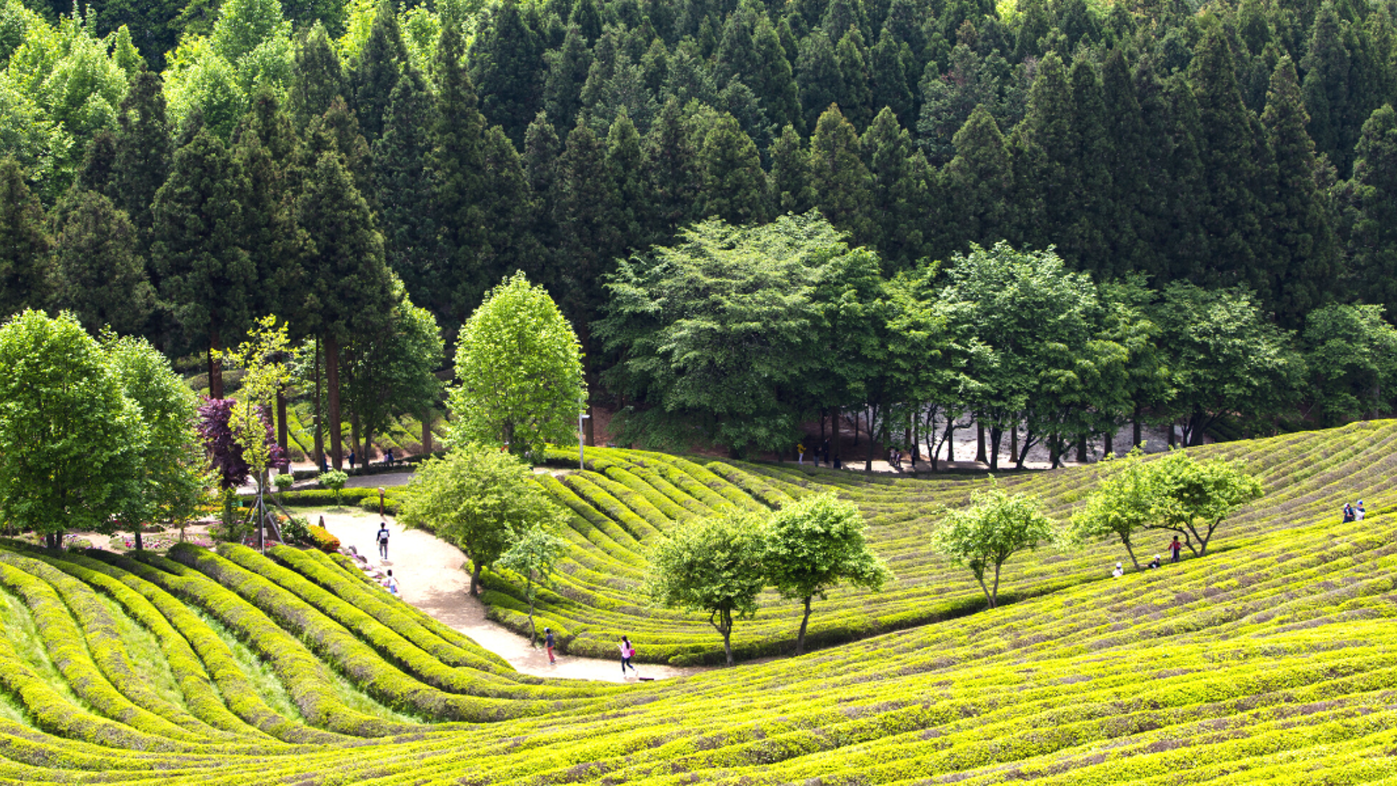 Visitez la plantation de thé Daehan Dawon