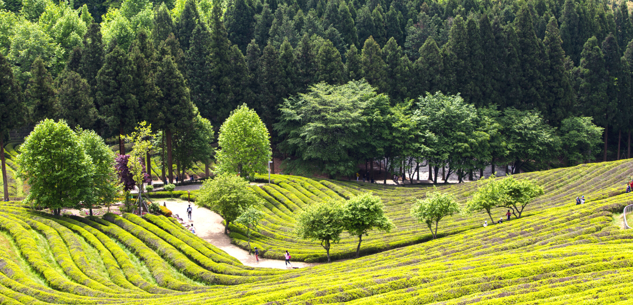 Visitez la plantation de thé Daehan Dawon