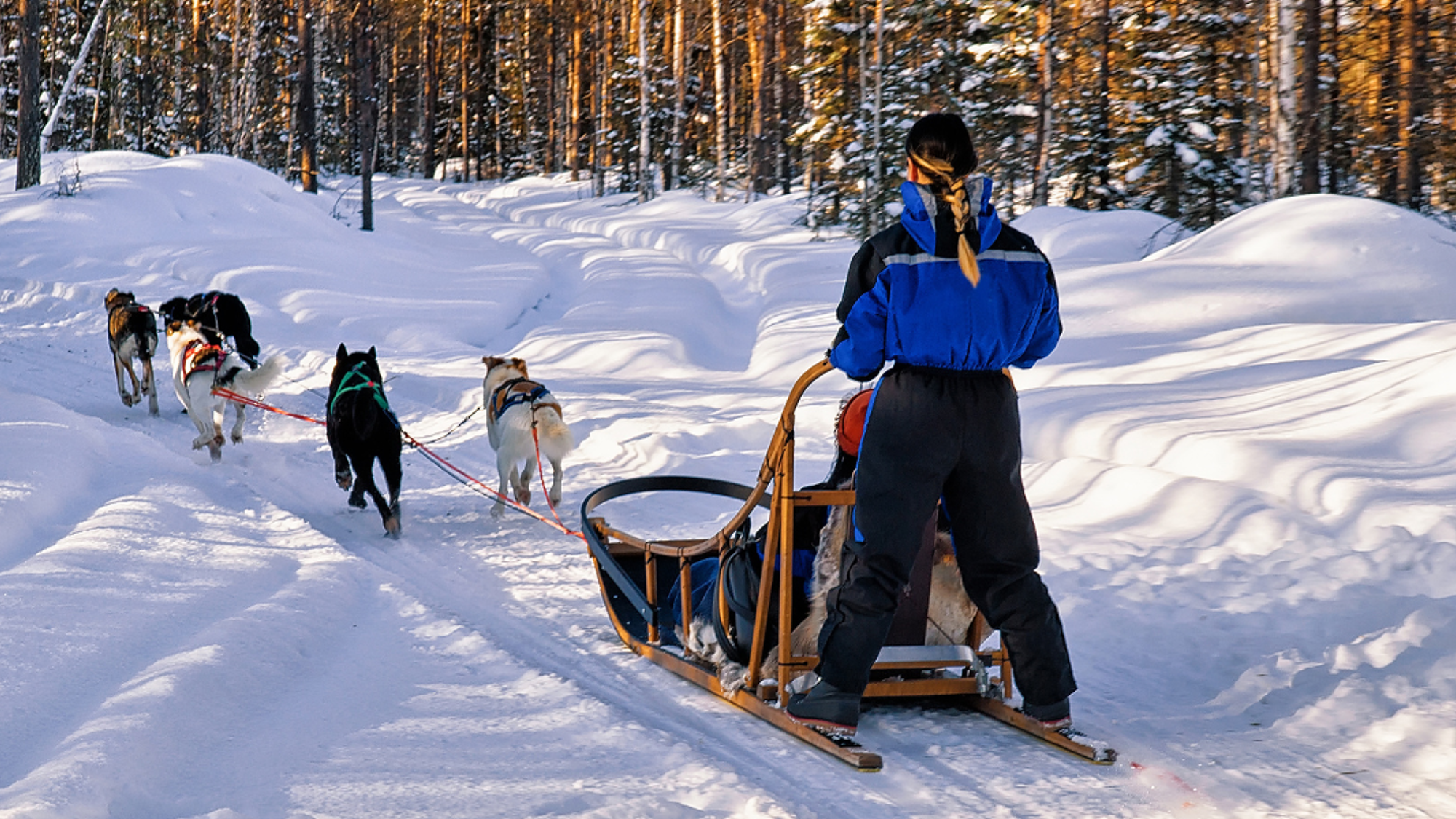 Un safari en traîneau à chiens