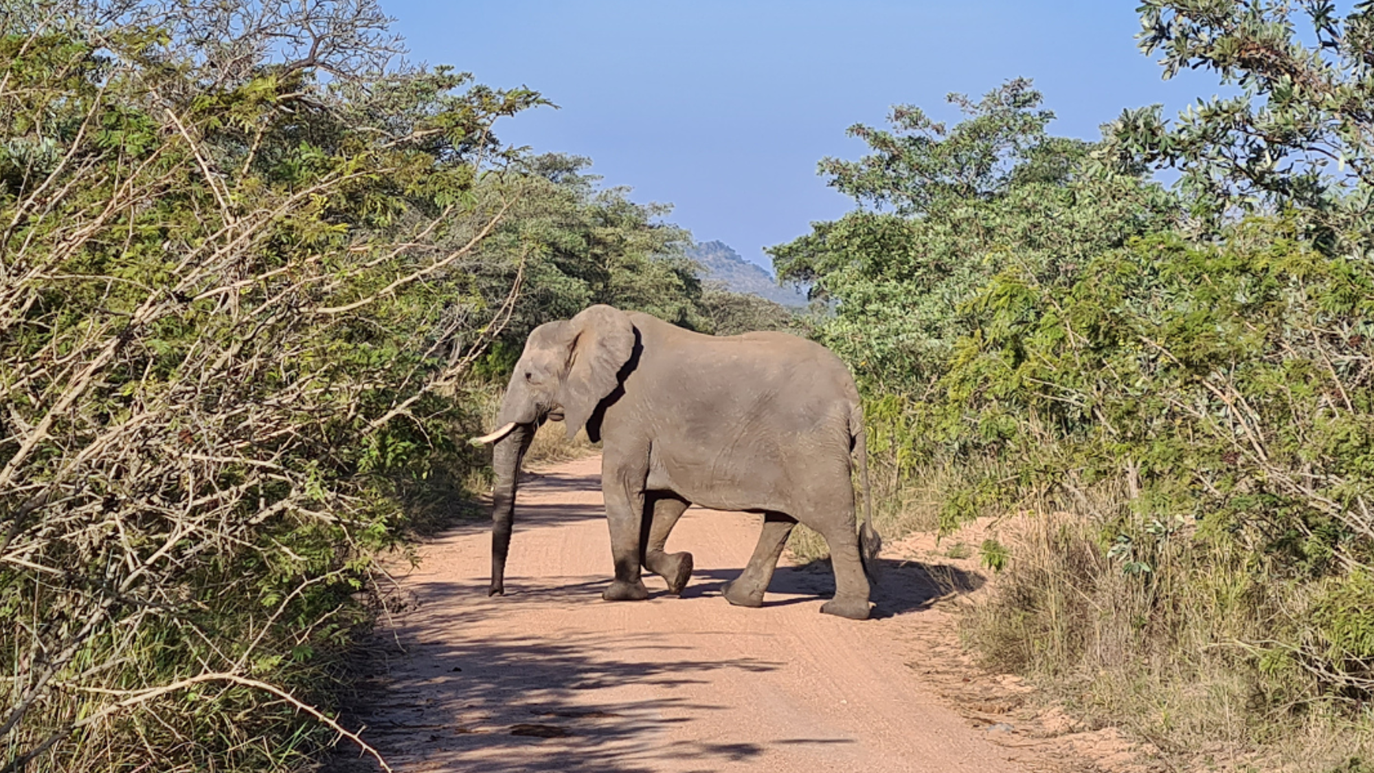 Parc National Kruger, en safari