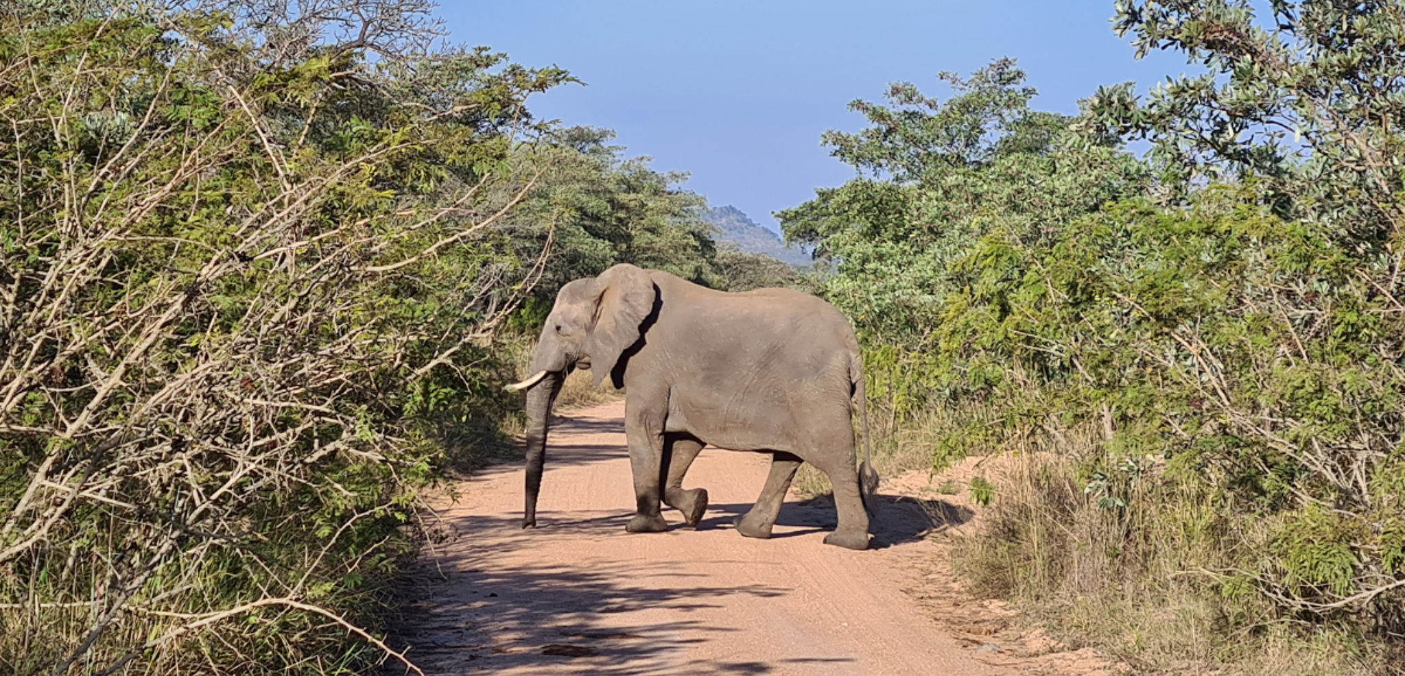 Parc National Kruger, en safari