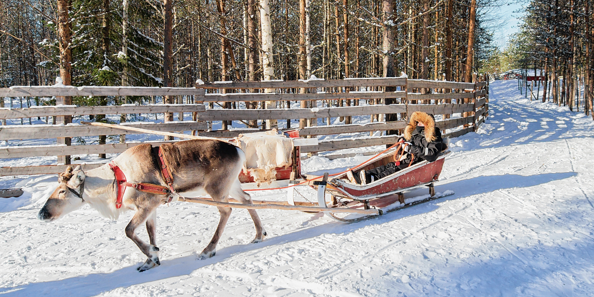 Une balade en traineau à rennes 