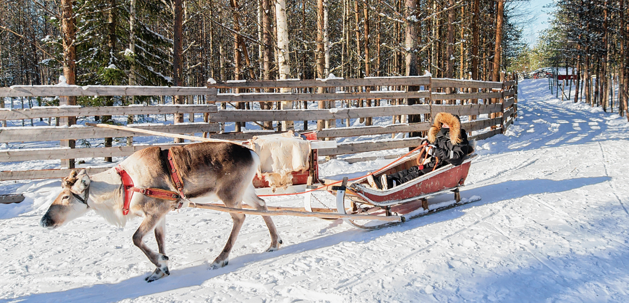 Une balade en traineau à rennes