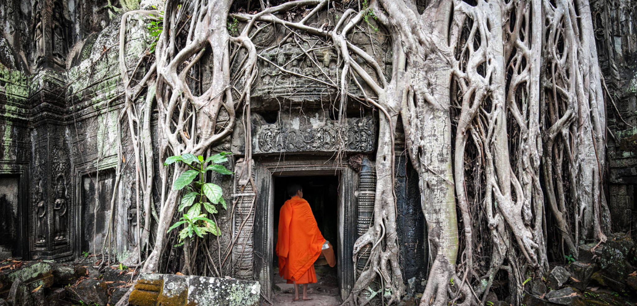 Et les impressionnantes racines aériennes tentaculaires de Ta Prohm