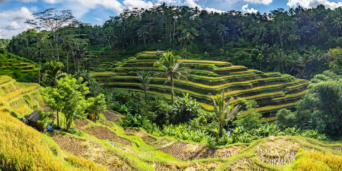 Une balade dans les rizières en terasses de Tegallalang - jour 7 