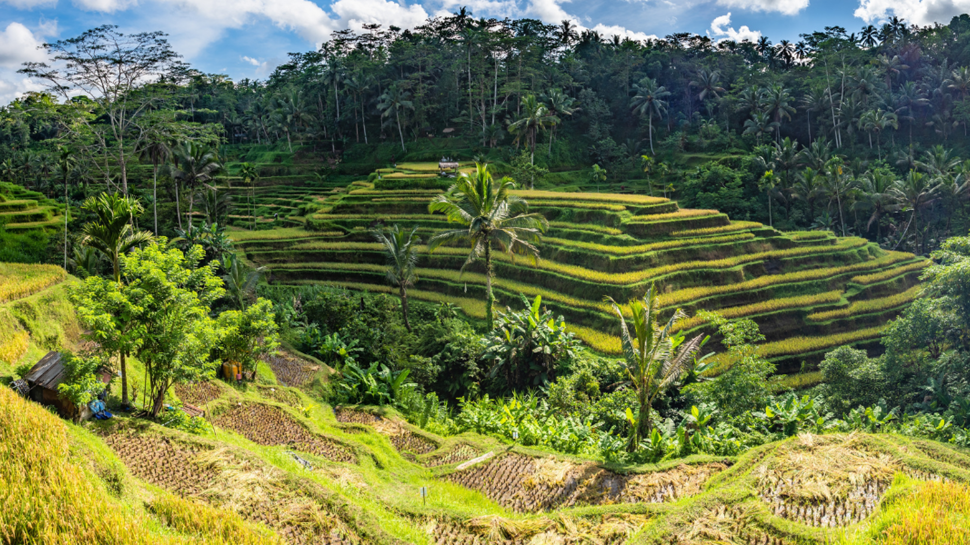 Une balade dans les rizières en terasses de Tegallalang - jour 7