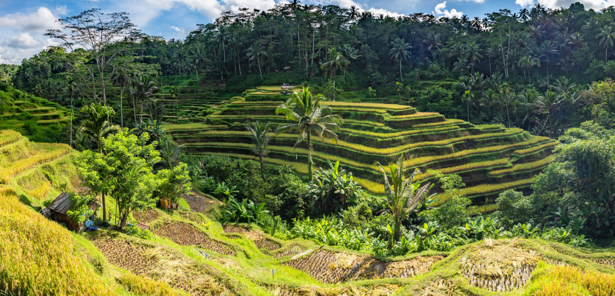 Une balade dans les rizières en terasses de Tegallalang - jour 7