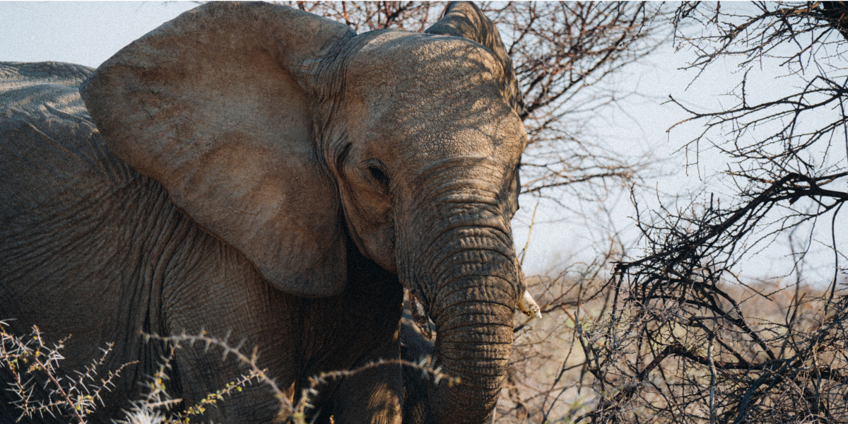 A la rencontre des animaux de la savane 