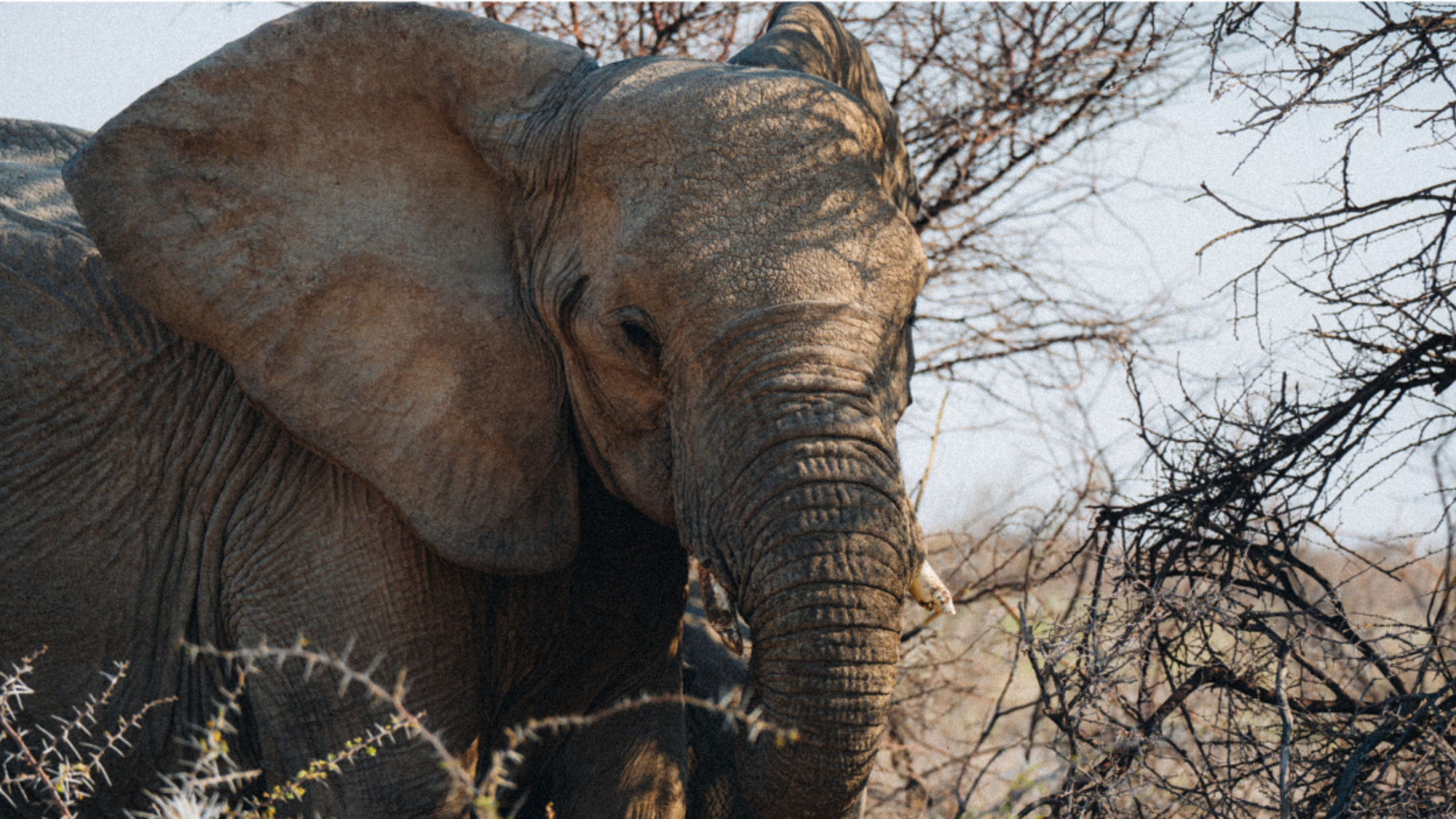 A la rencontre des animaux de la savane