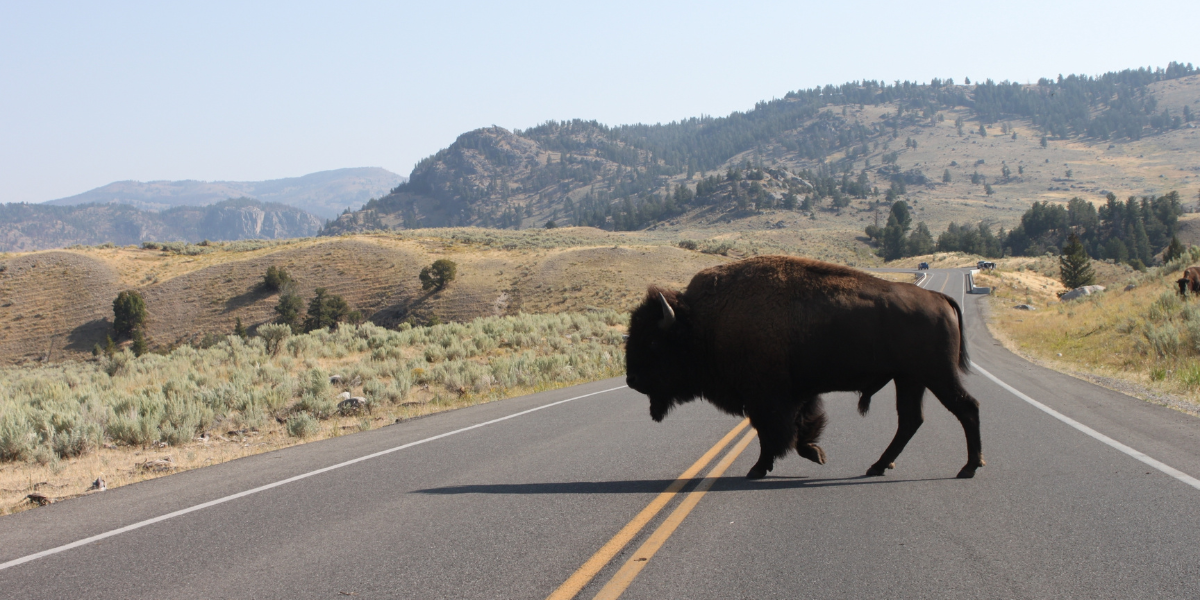 A la rencontre des bisons sauvages - jours 8, 9 et 10 