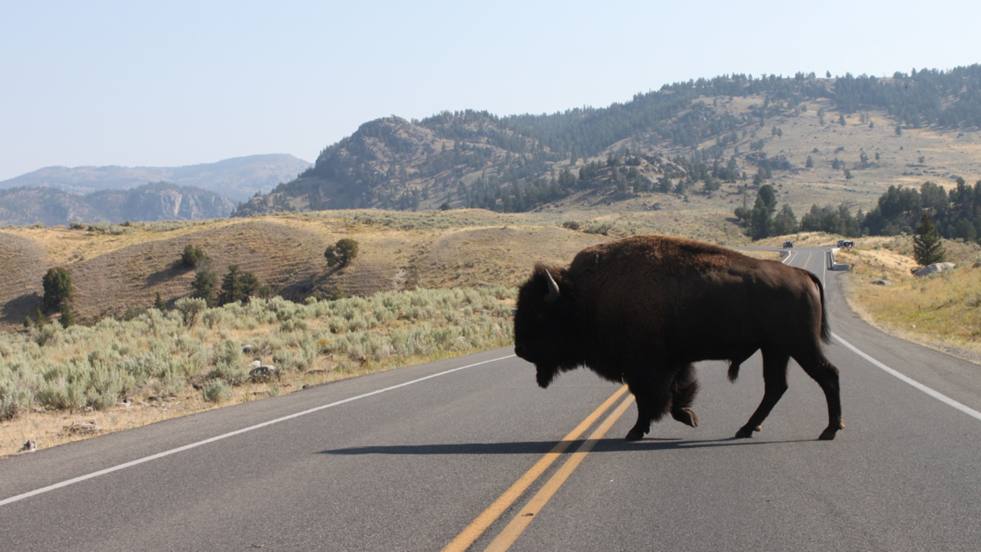 A la rencontre des bisons sauvages - jours 8, 9 et 10