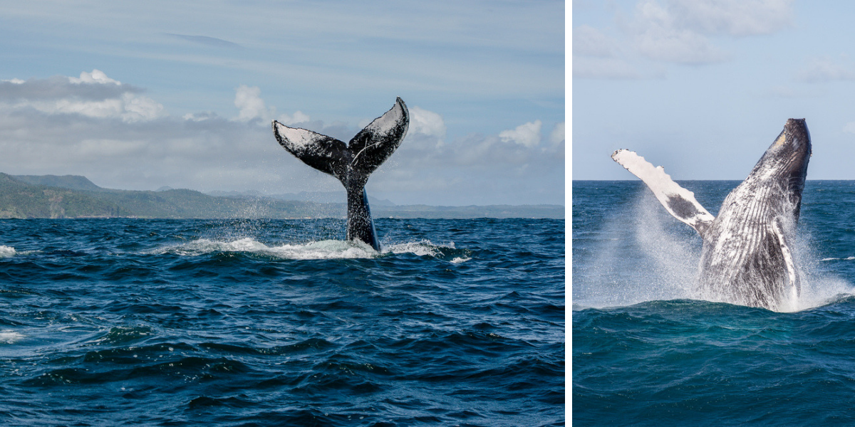 Observez la parade nuptiale des baleines (départ janvier)
