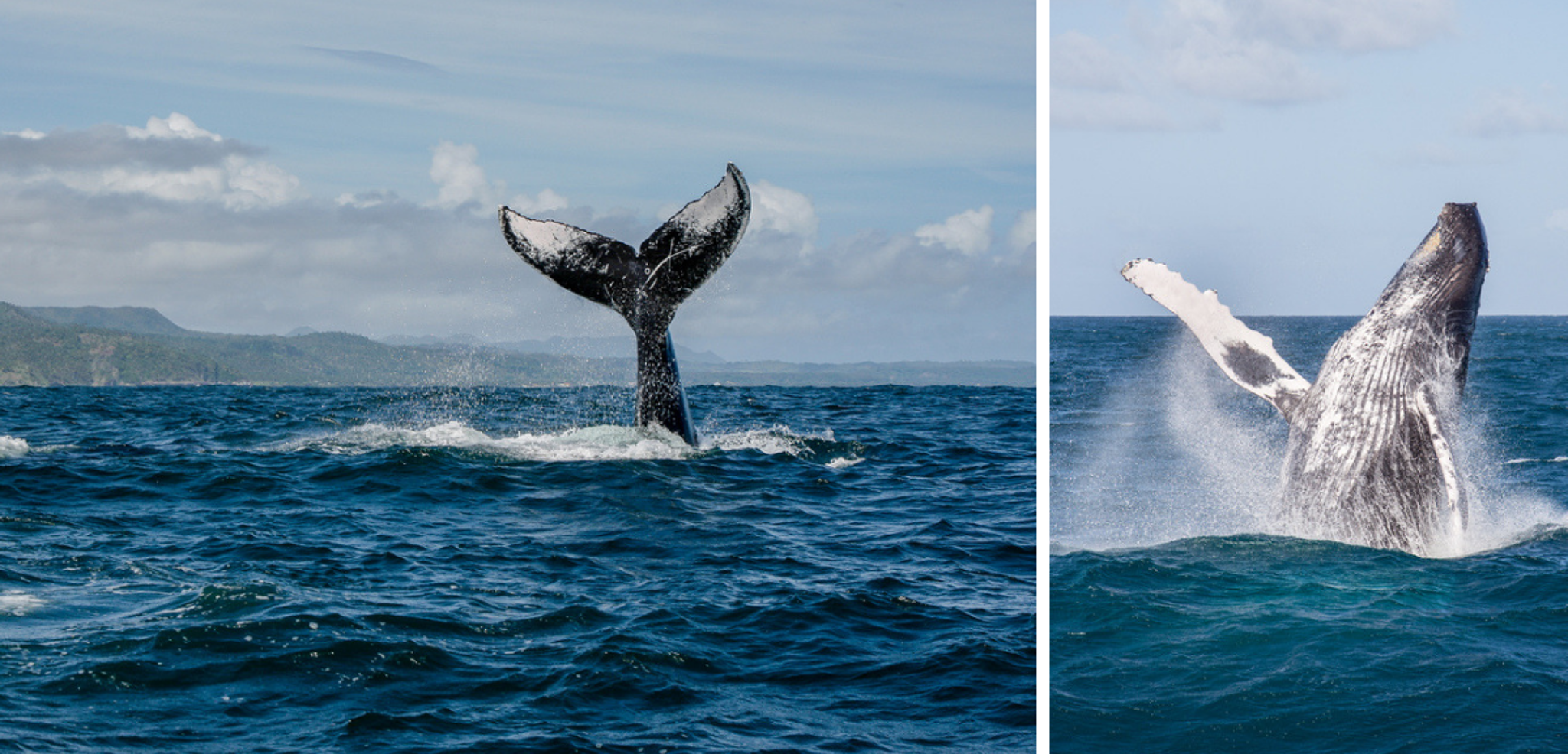 Observez la parade nuptiale des baleines (départ janvier)