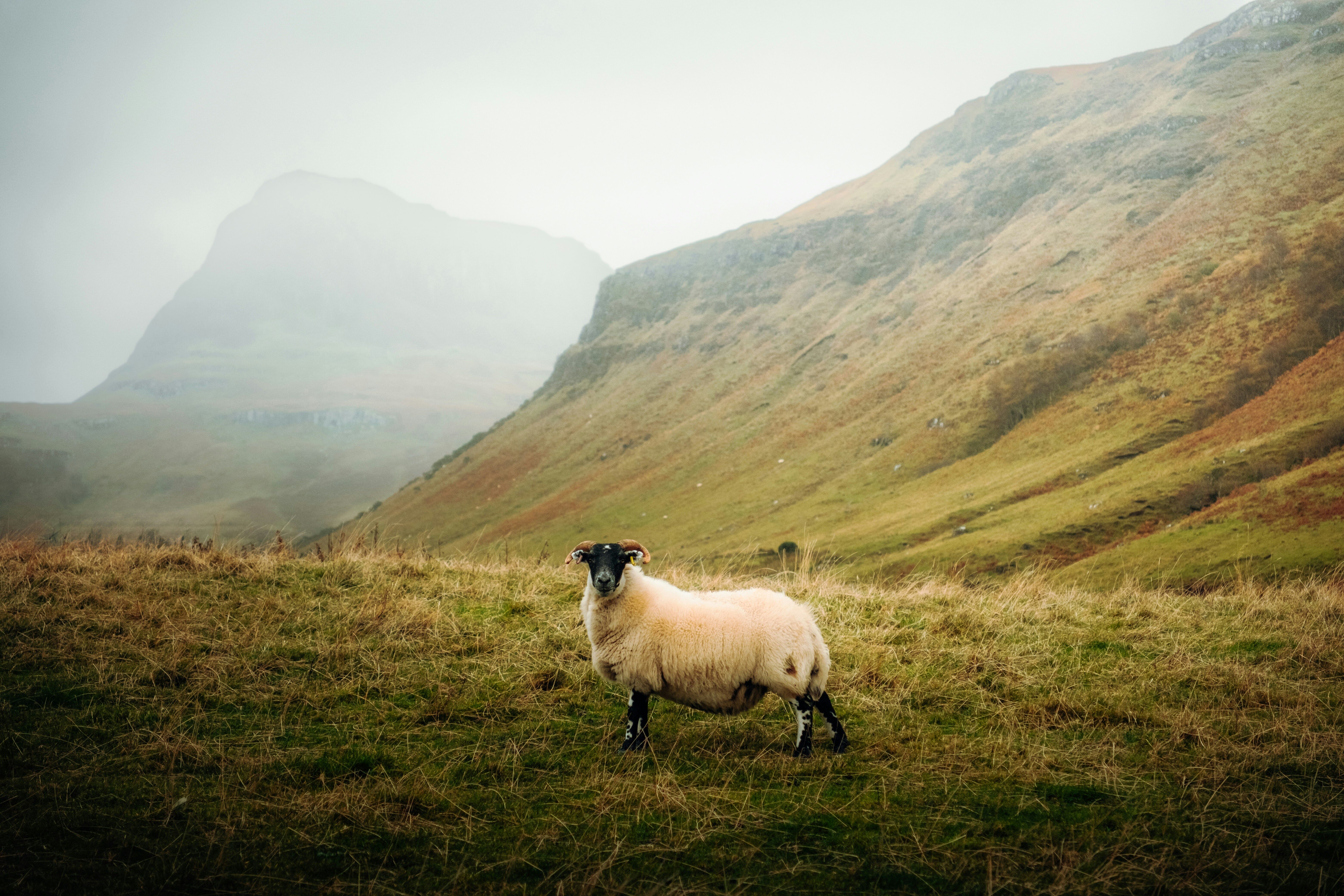 Île de Skye,  ©Daniel J. Schwarz / Unsplash