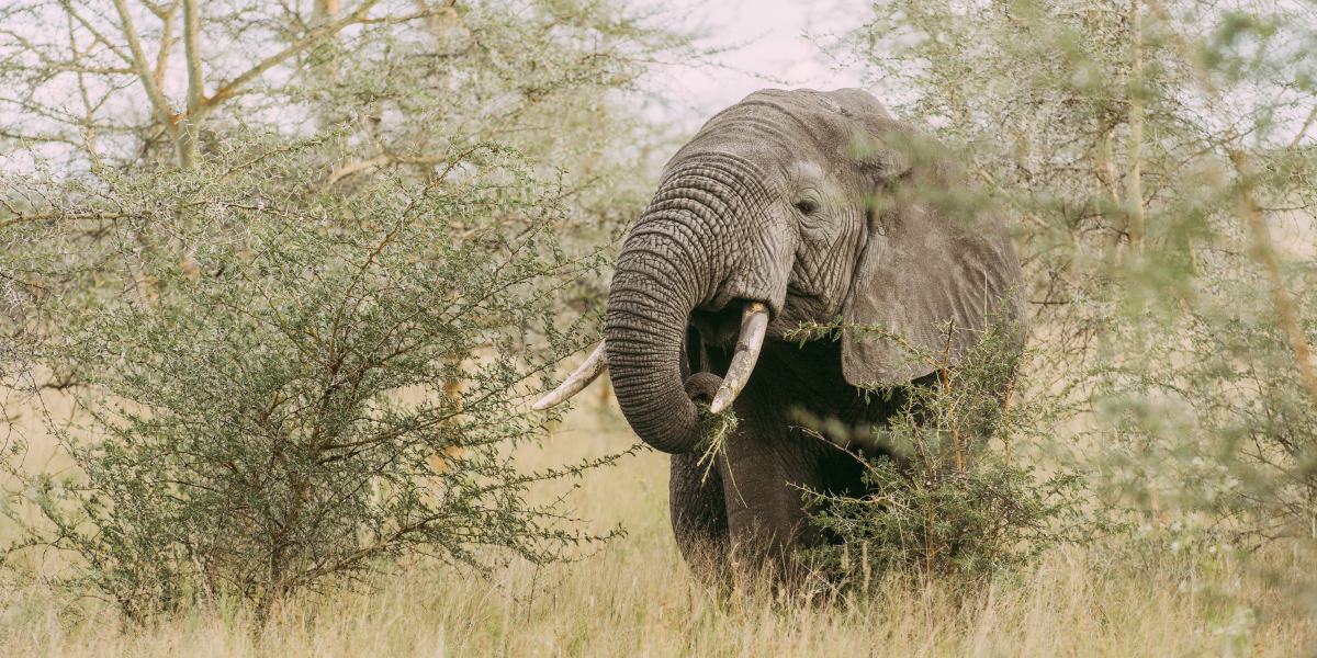 Votre premier safari dans le Parc national du Lac Manyara - jour 2 