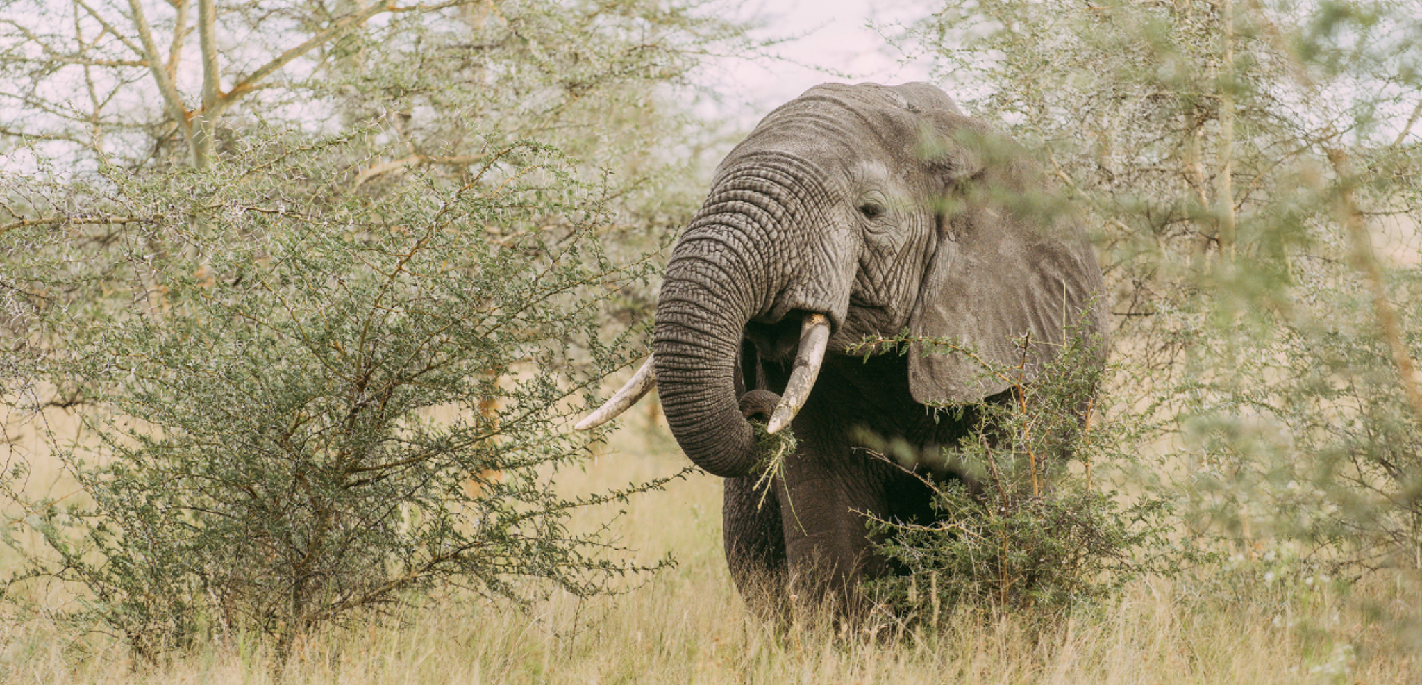Votre premier safari dans le Parc national du Lac Manyara - jour 2