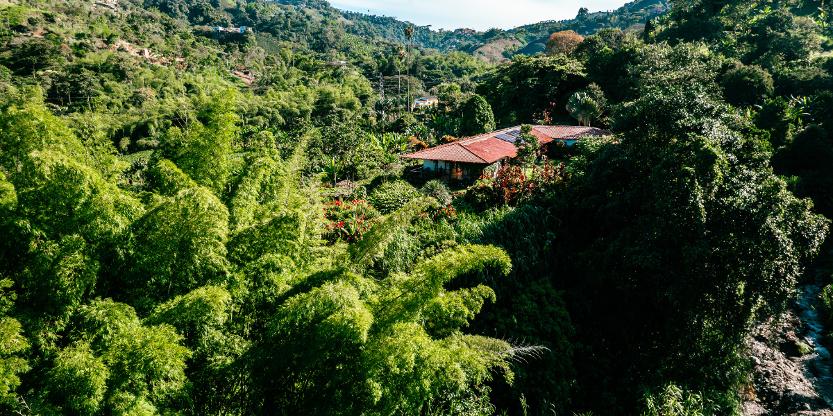 Plantation de Manizales, Colombie