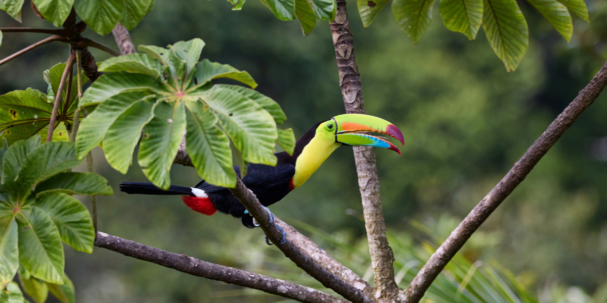 Un véritable paradis tropical - jours 1 à 11 