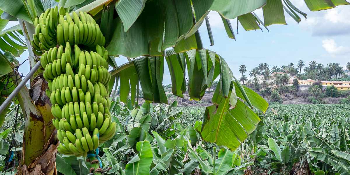 Visitez une bananeraie