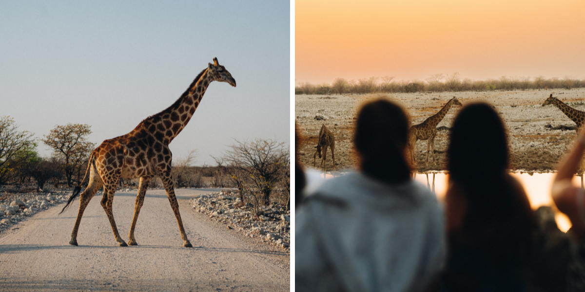 Explorez le Parc National d'Etosha