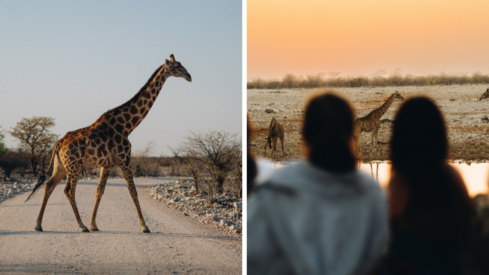 Explorez le Parc National d'Etosha