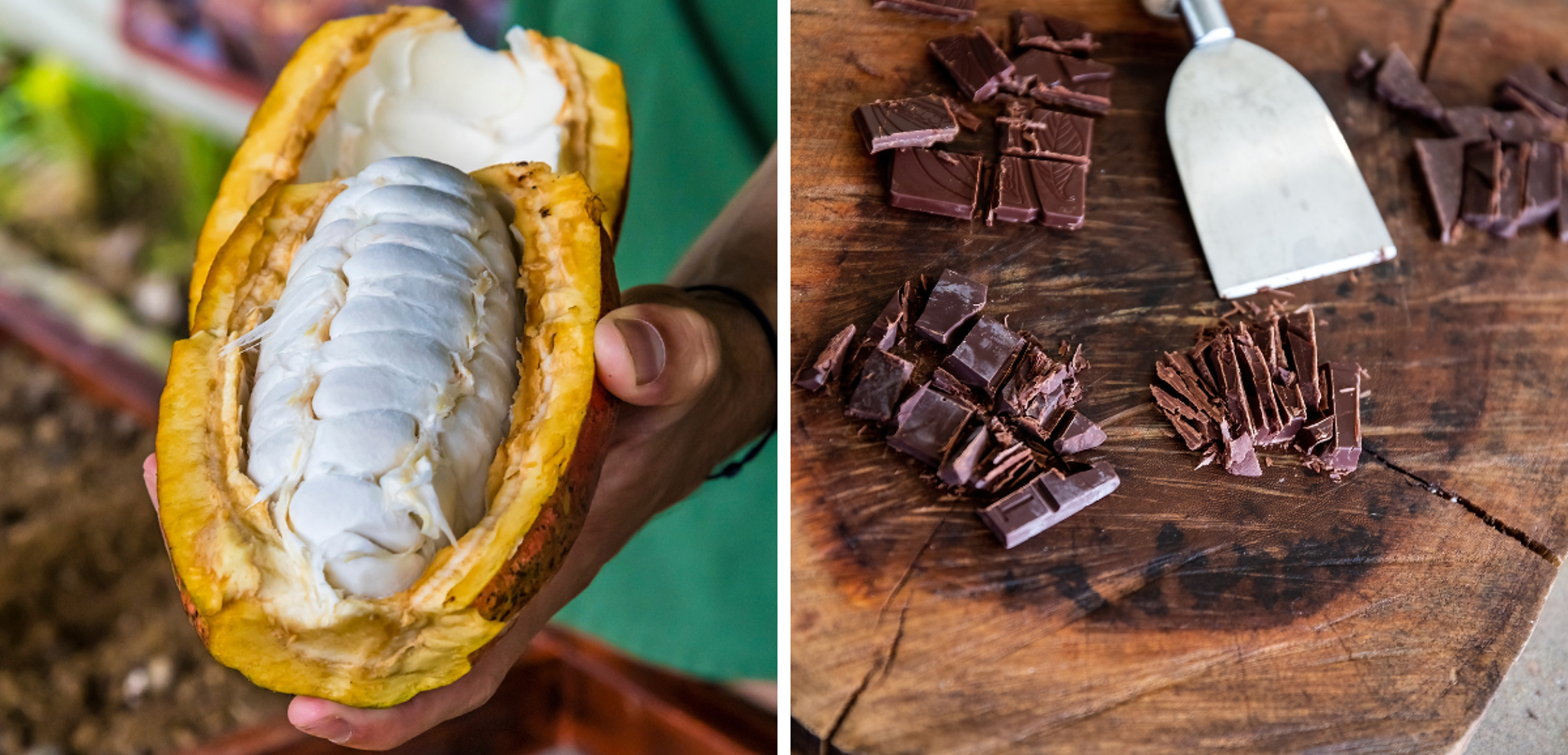 A la découverte du chocolat, de la fève à la dégustation (selon date de départ)