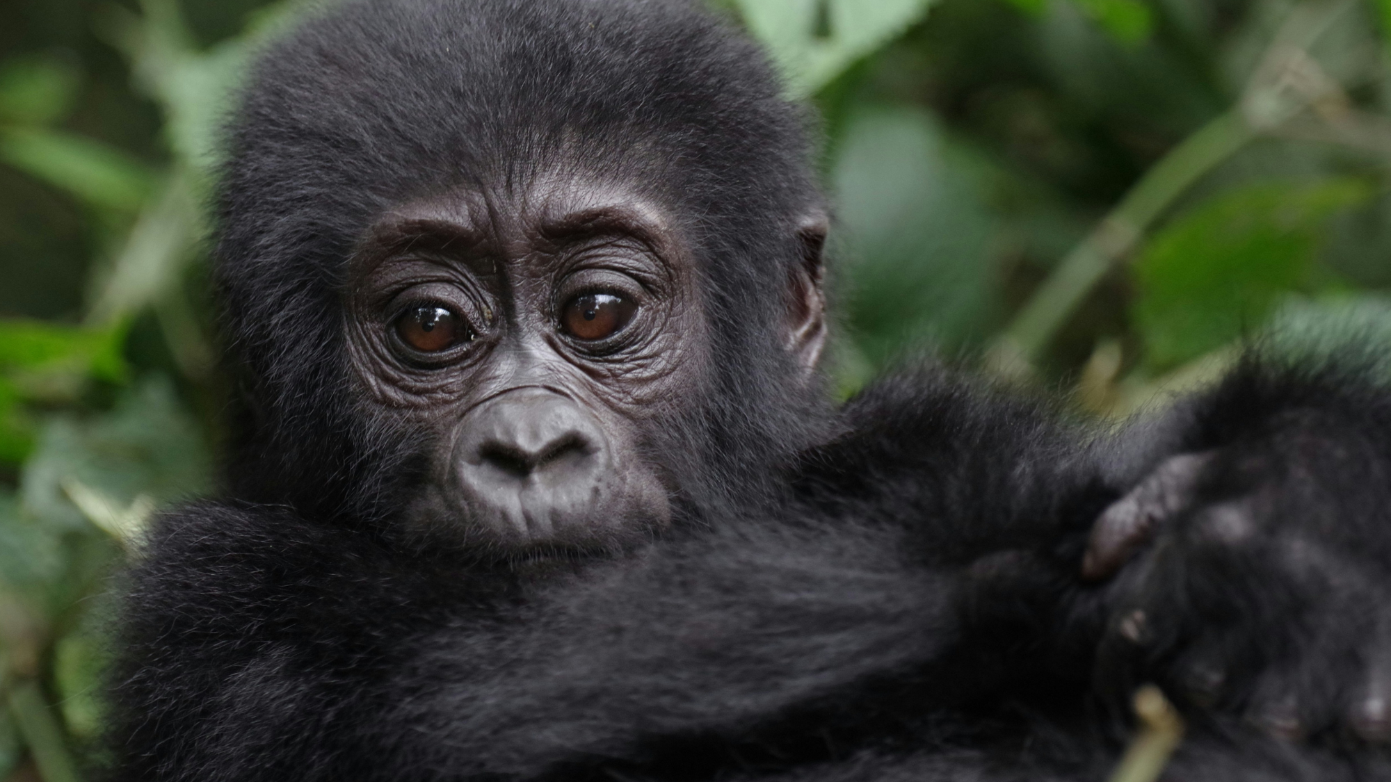 Forêt impénétrable de Bwindi, Ouganda