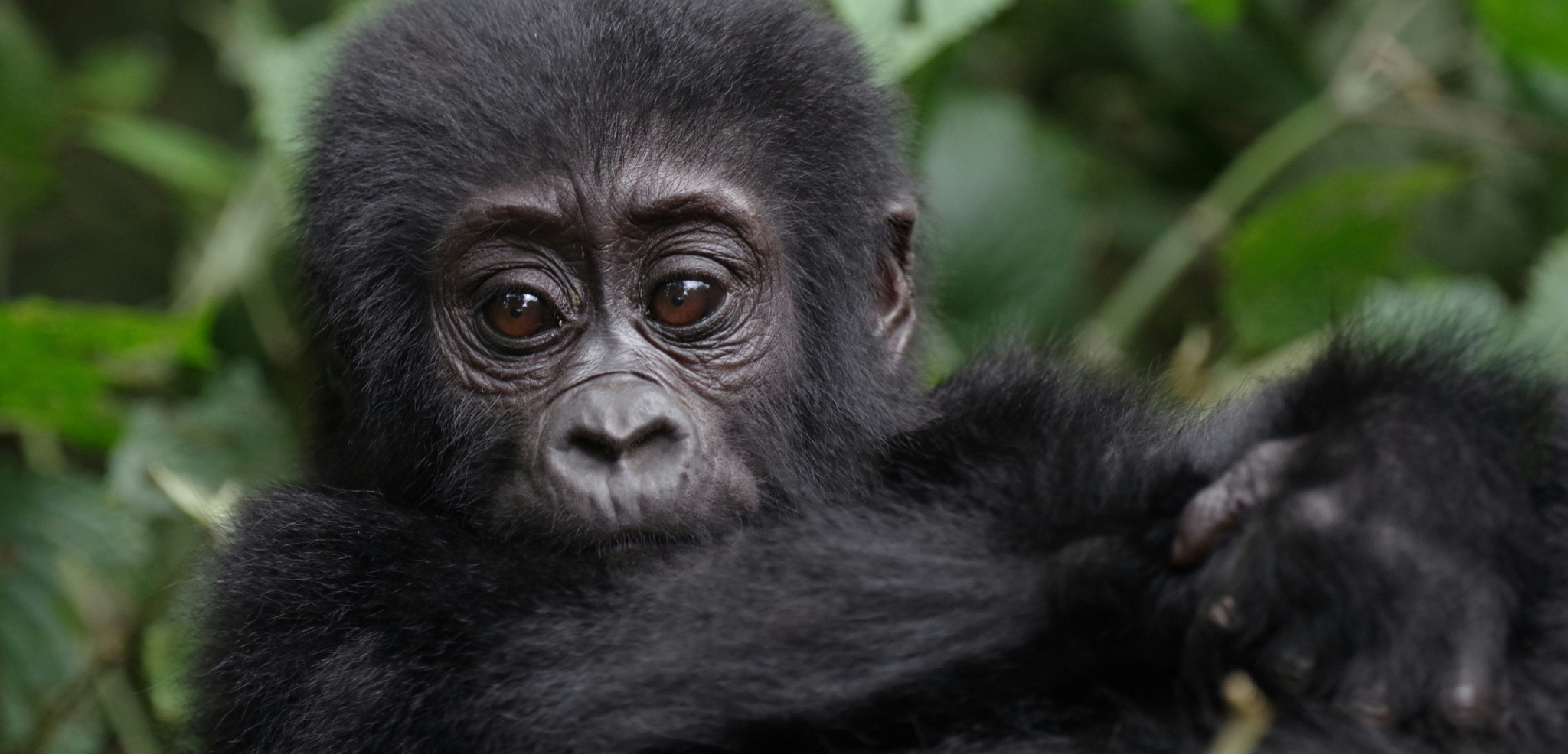 Forêt impénétrable de Bwindi, Ouganda