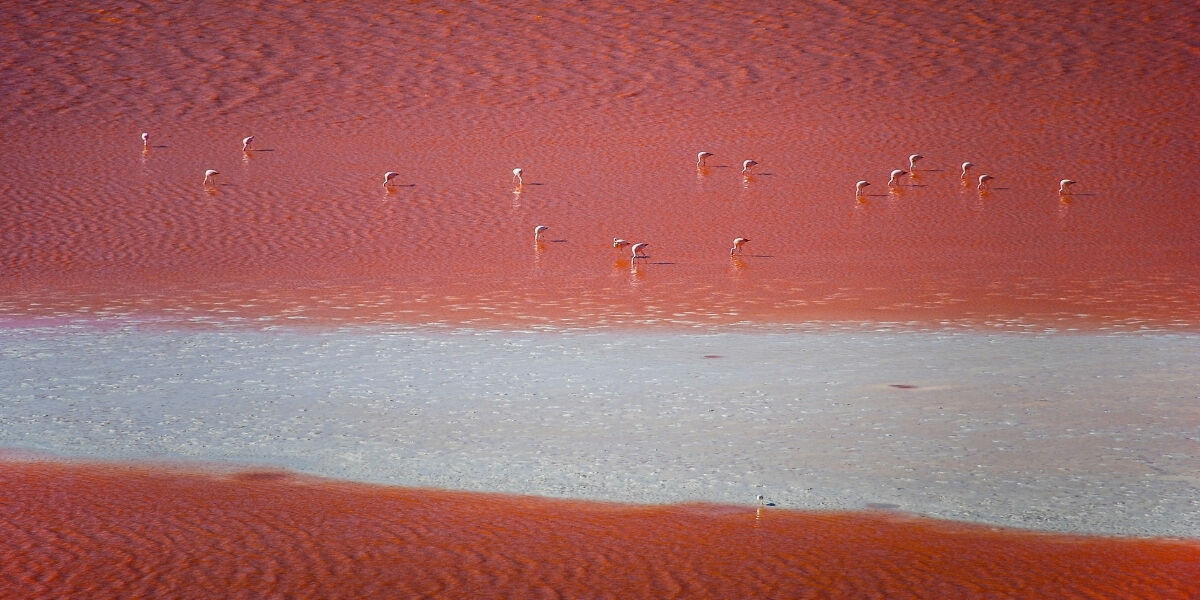 Laguna Colorada, Bolivie