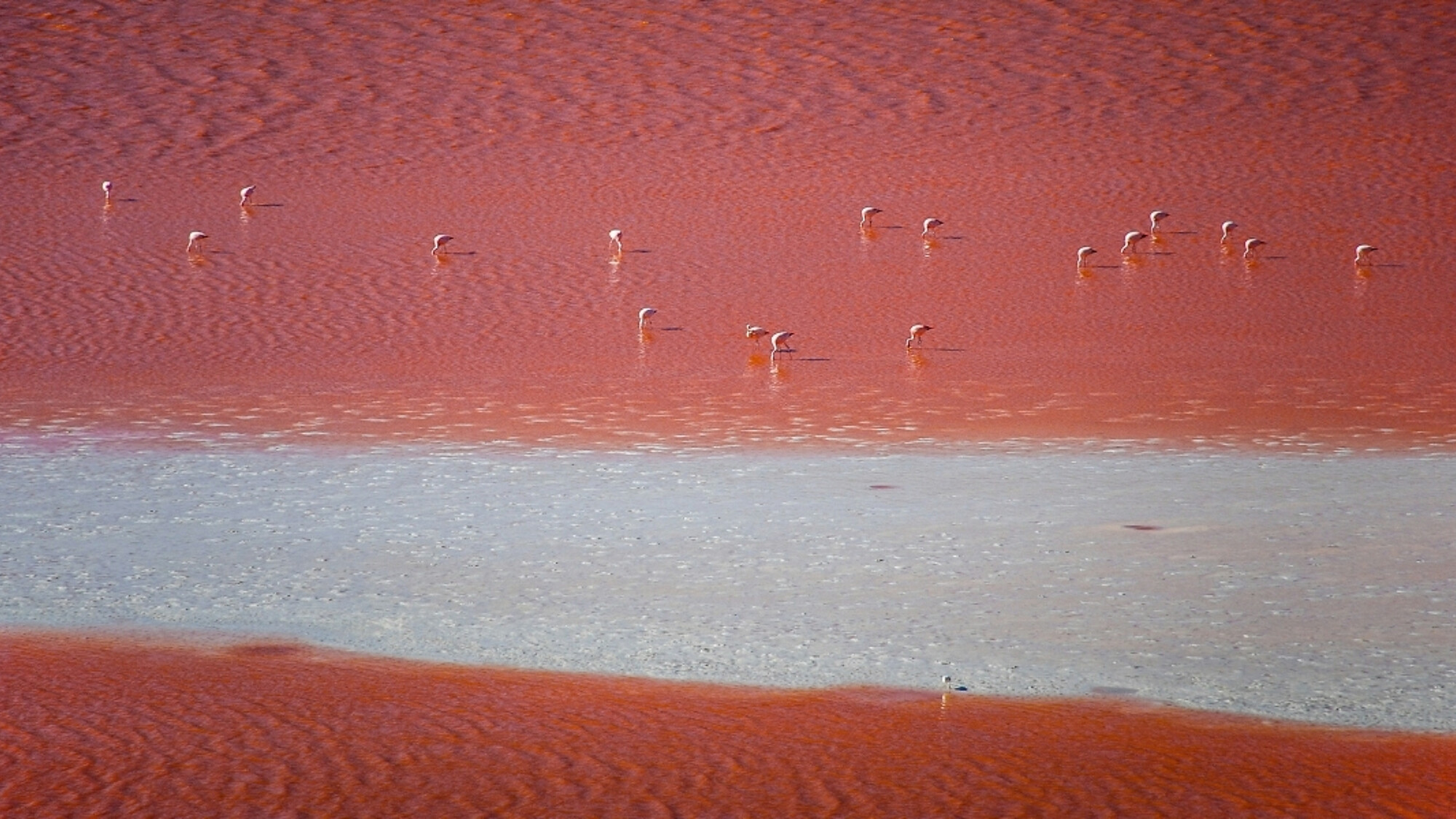 Laguna Colorada, Bolivie