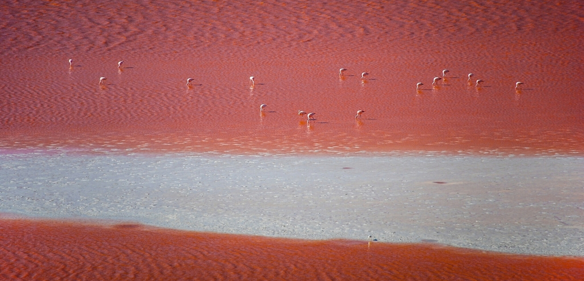 Laguna Colorada, Bolivie
