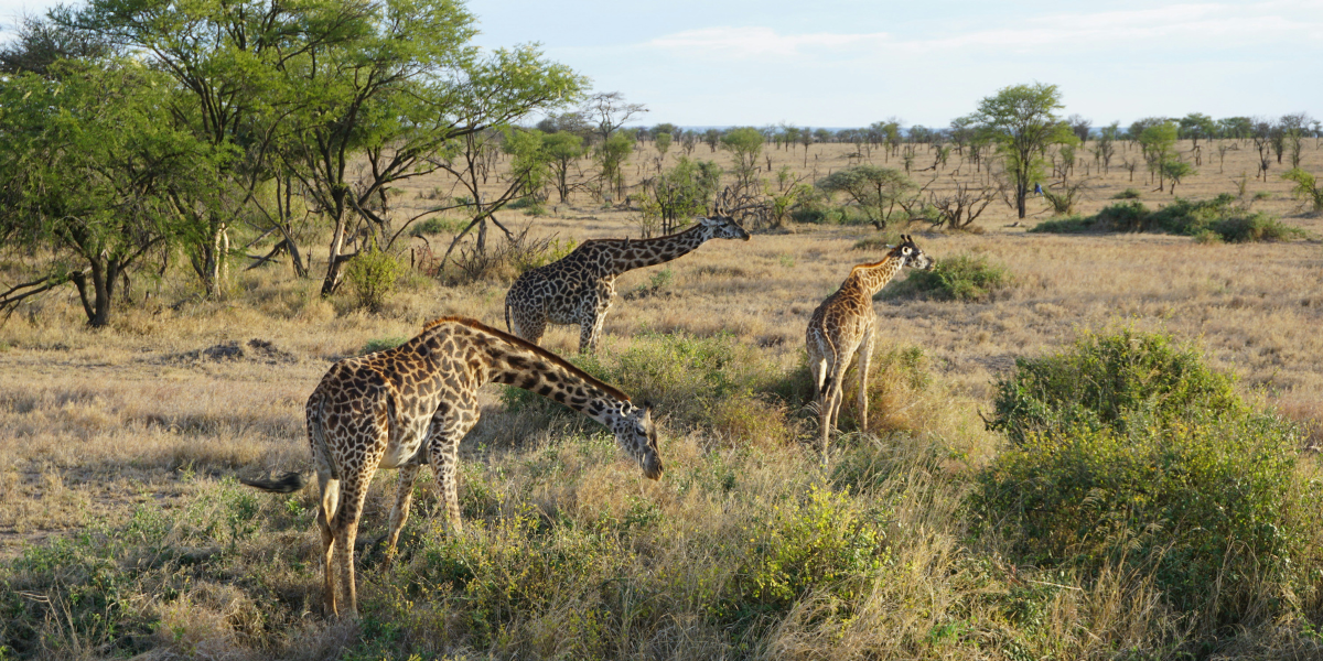 Des girafes du Parc national de Serengeti - jours 3 et 4 