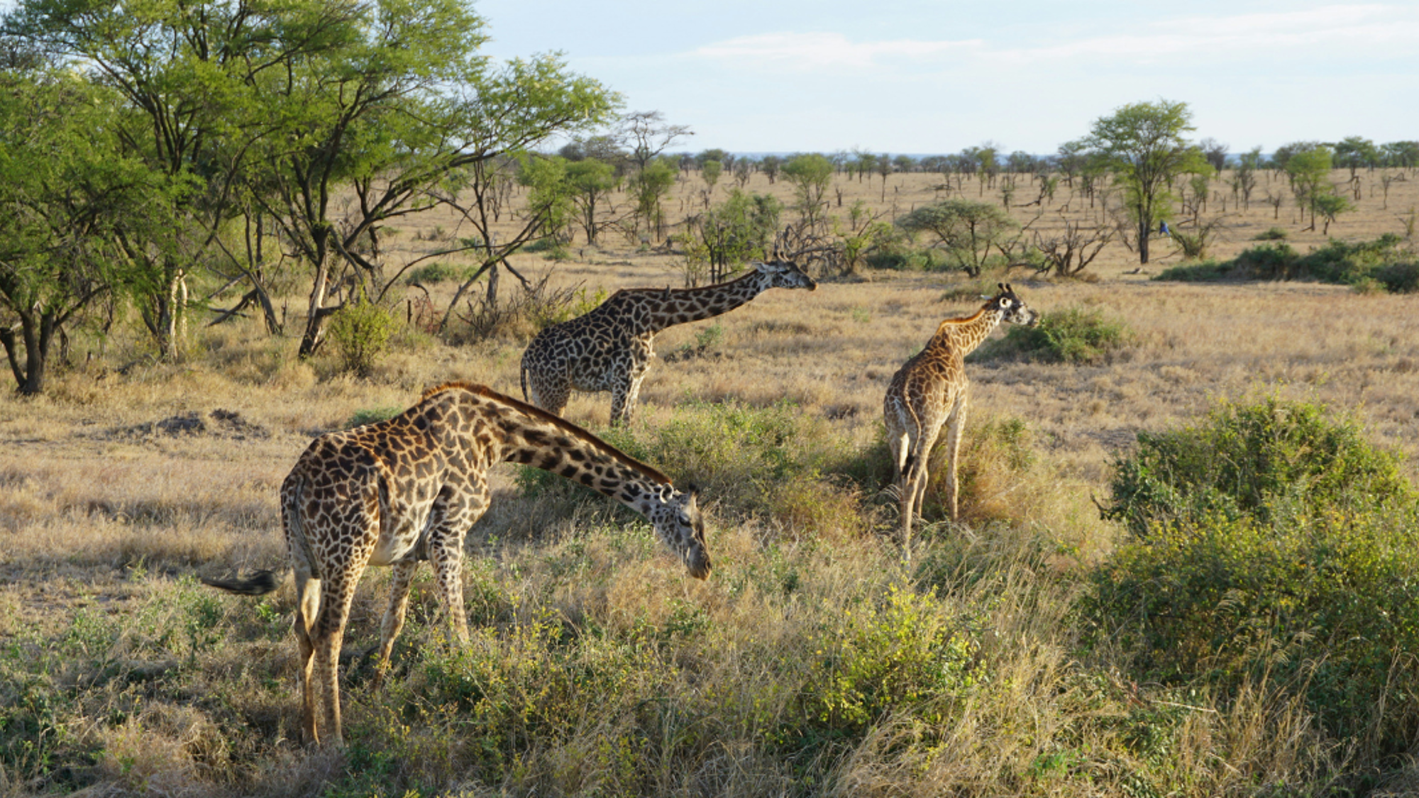Des girafes du Parc national de Serengeti - jours 3 et 4