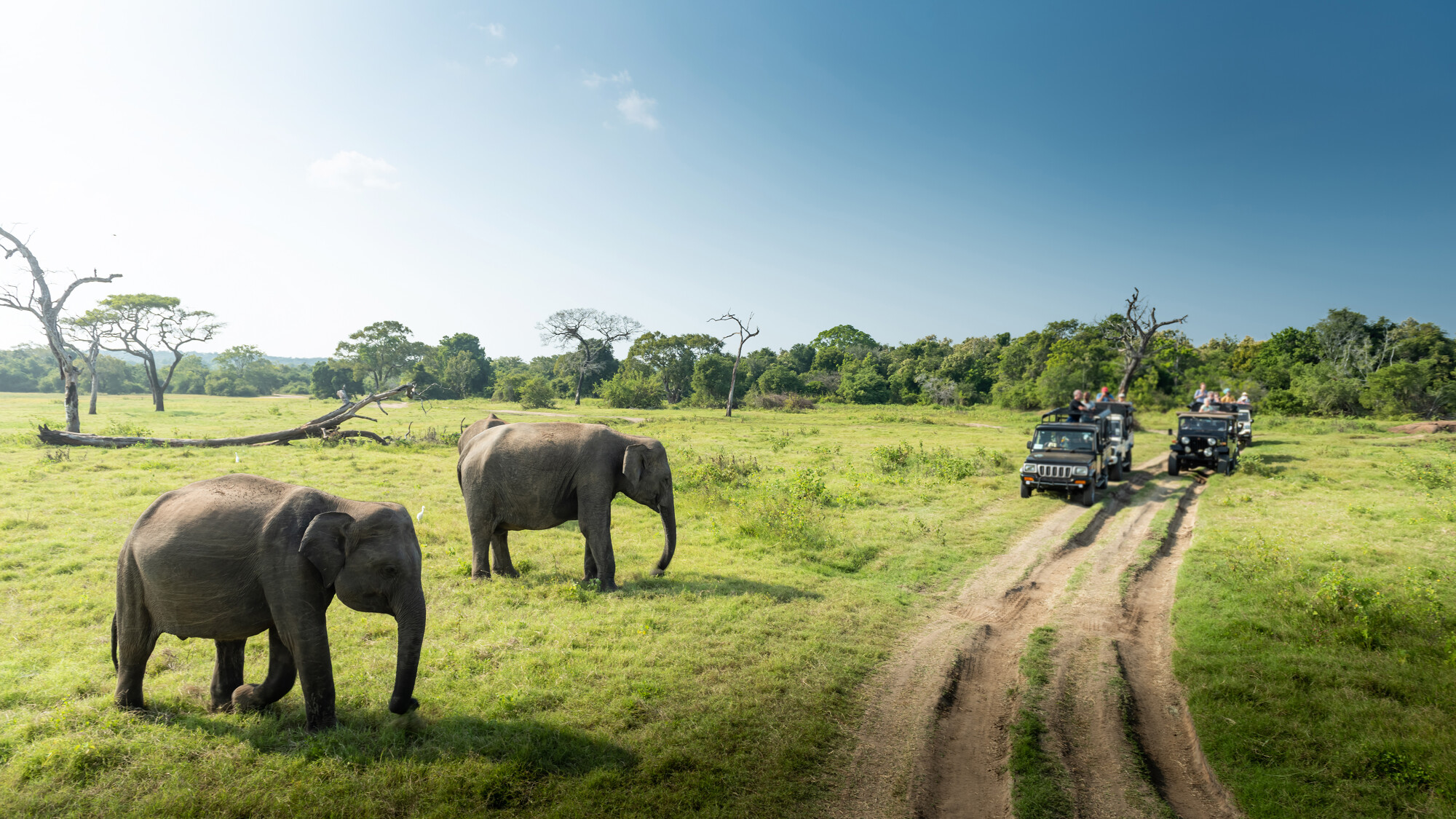 Safari 4x4 au Parc national de Minneriya ou de Kaudulla
