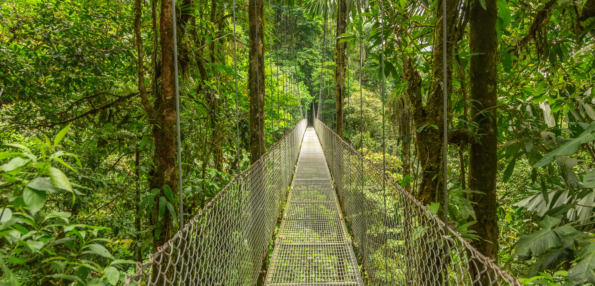 A travers la jungle luxuriante du Costa Rica