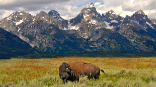 Bienvenue dans les Rocheuses américaines !