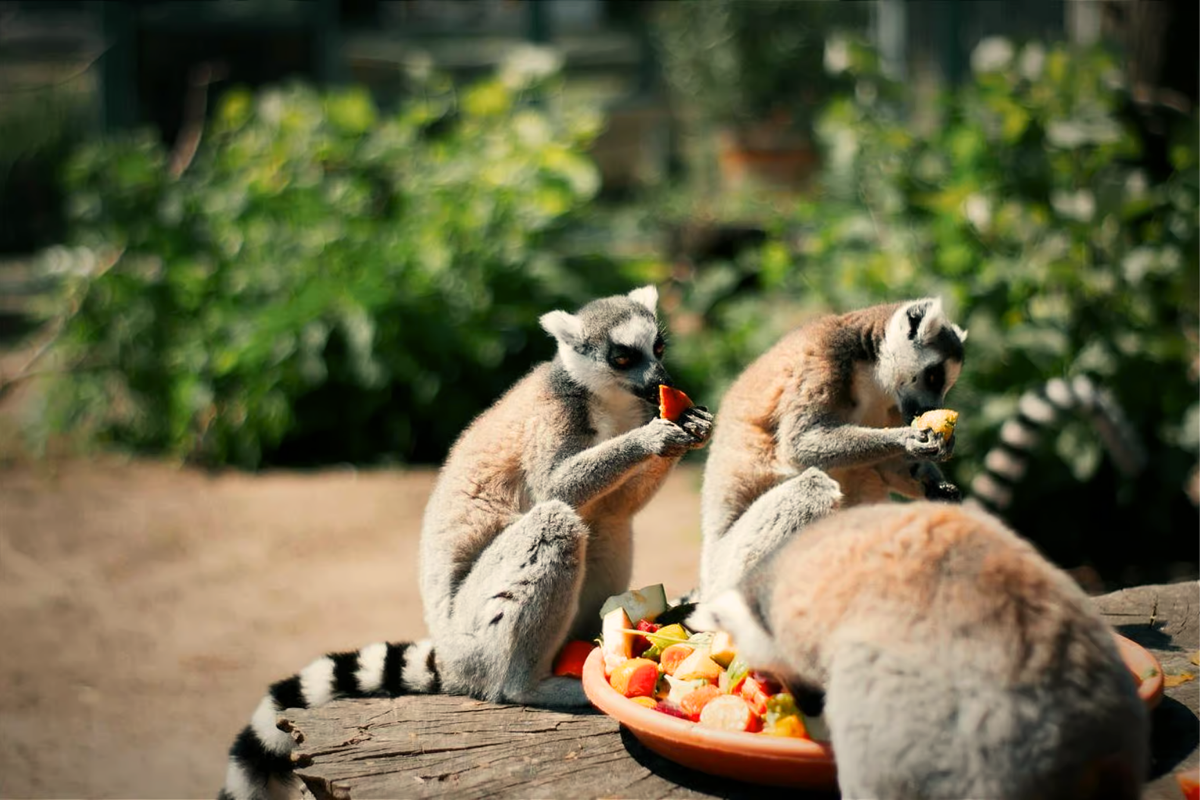 Amazonas Animal Park, Crète ©Amazonas Animal Park 