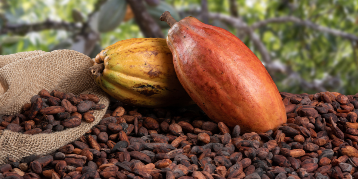 La découverte d'une ferme de cacao - jour 8 