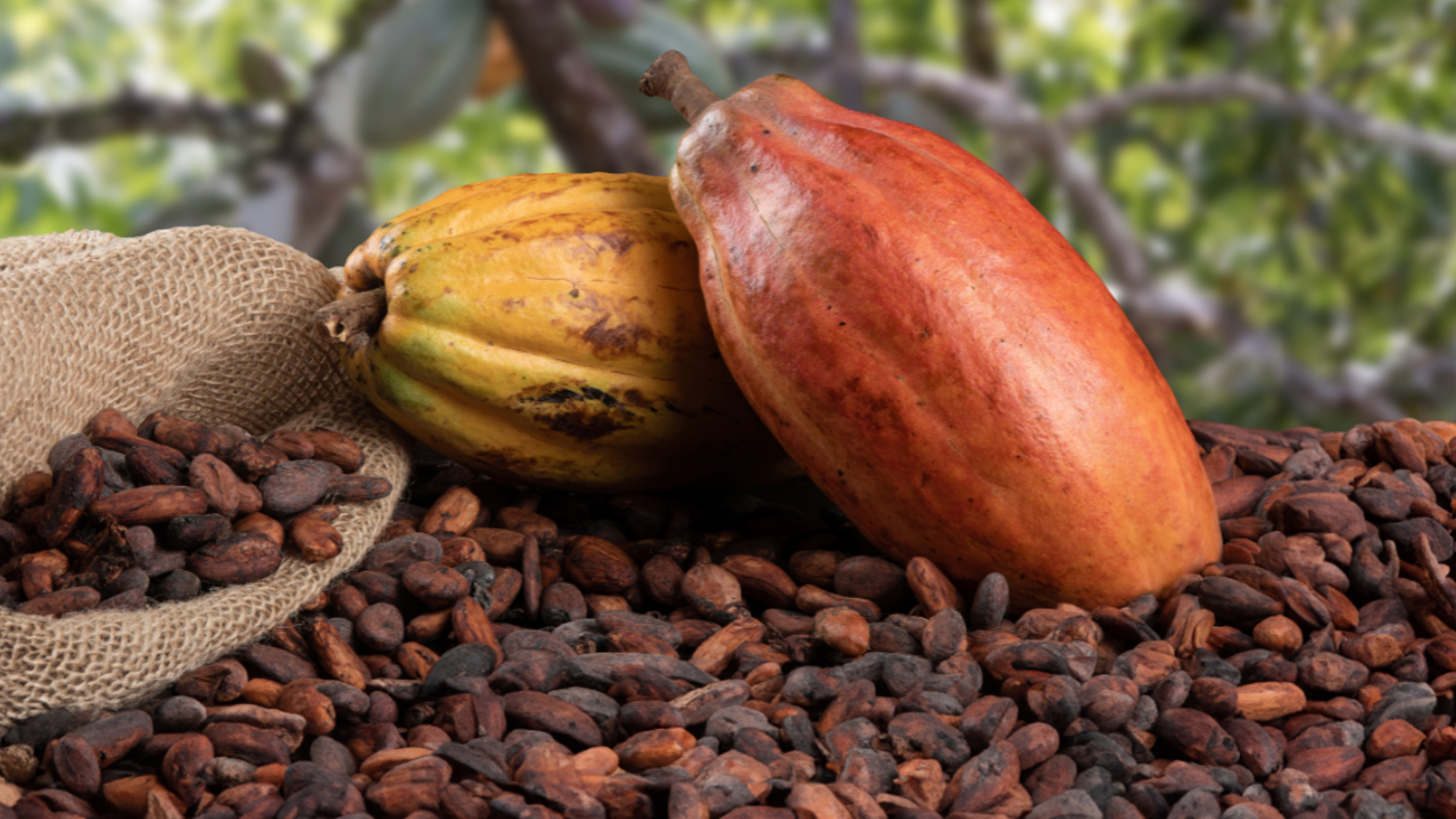 La découverte d'une ferme de cacao - jour 8