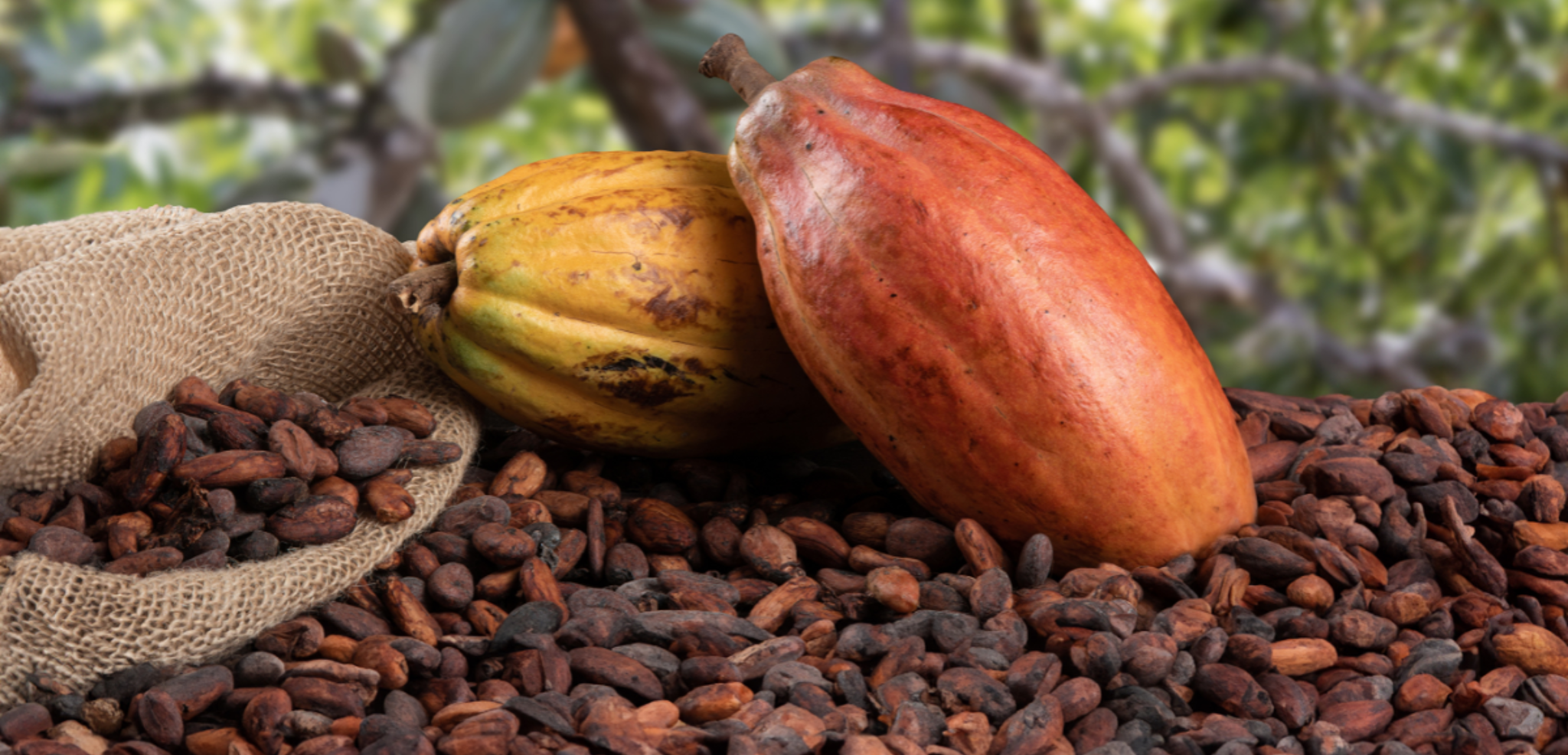 La découverte d'une ferme de cacao - jour 8